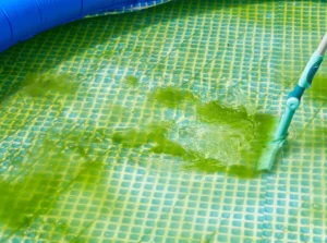 Swimming Pool Cleaning Algae Brush